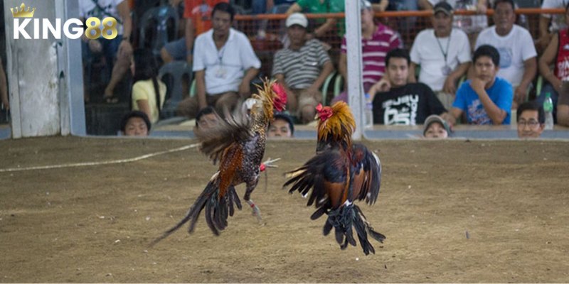 Top 3 loai da ga cua dao King88 pho bien nhat