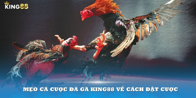 Meo ca cuoc da ga King88 ve cach dat cuoc